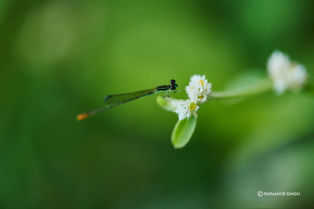 Indian Hooded Dartlet