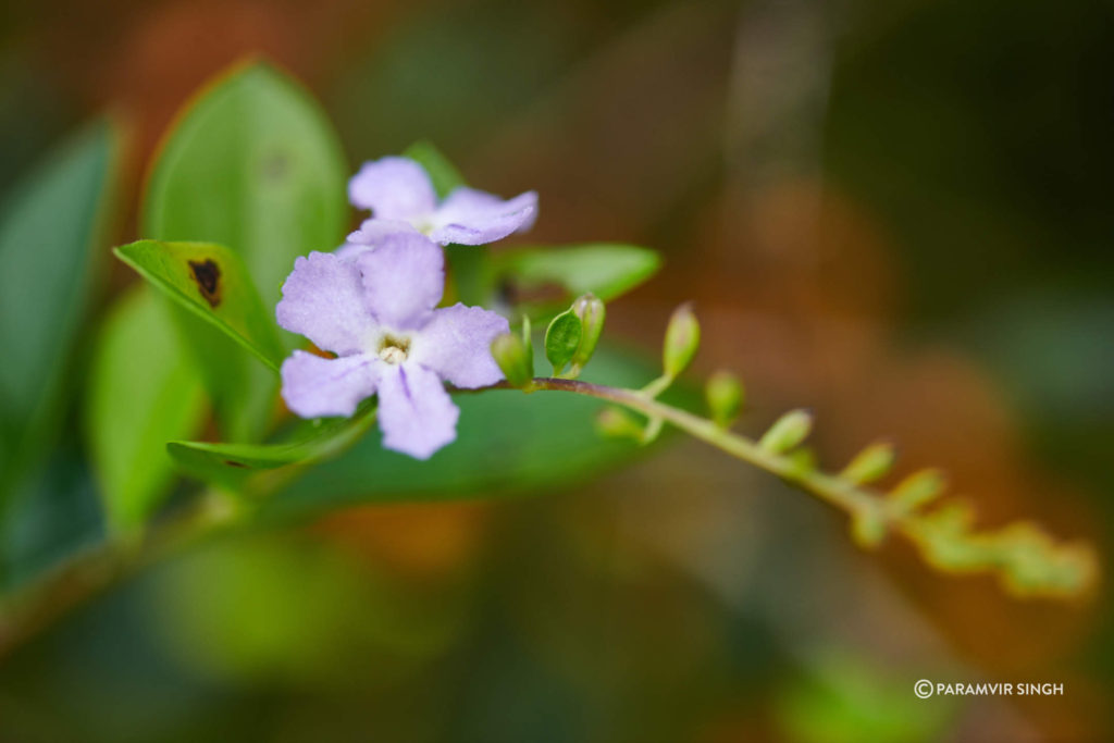 Duranta erecta