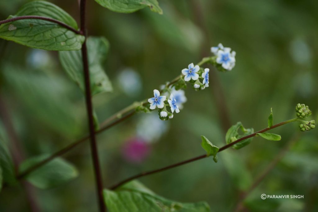 Adelocaryum coelestinum