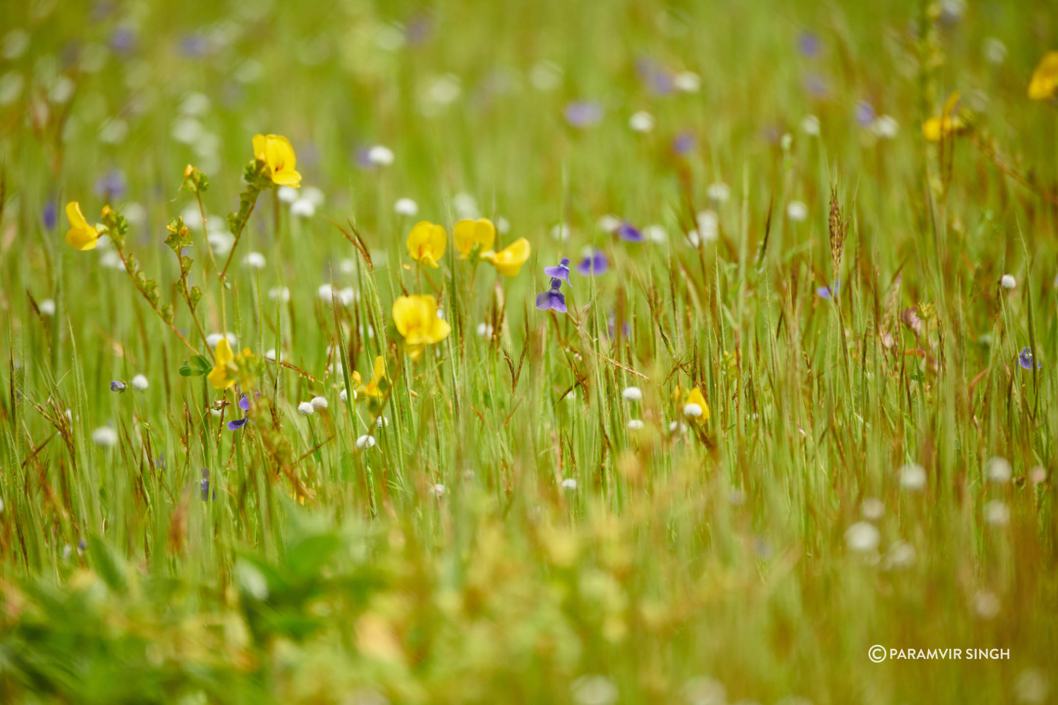 Kaas Plateau Valley of Flowers