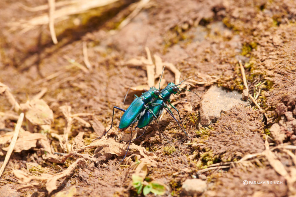 Cicindela whithilli