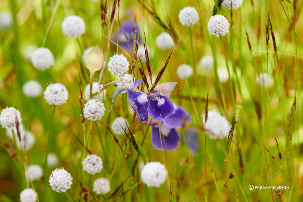 Utricularia purpurascens and Eriocaulon sedgwickii