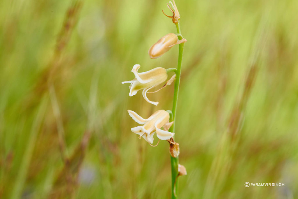 Dipcadi montanum