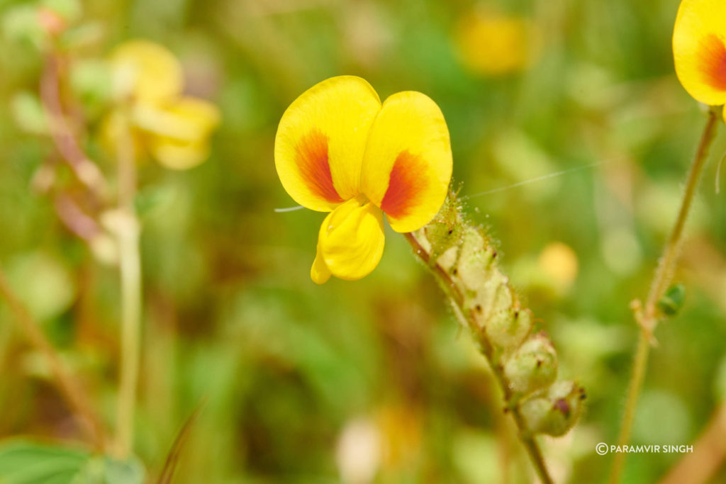 Smithia hirsuta