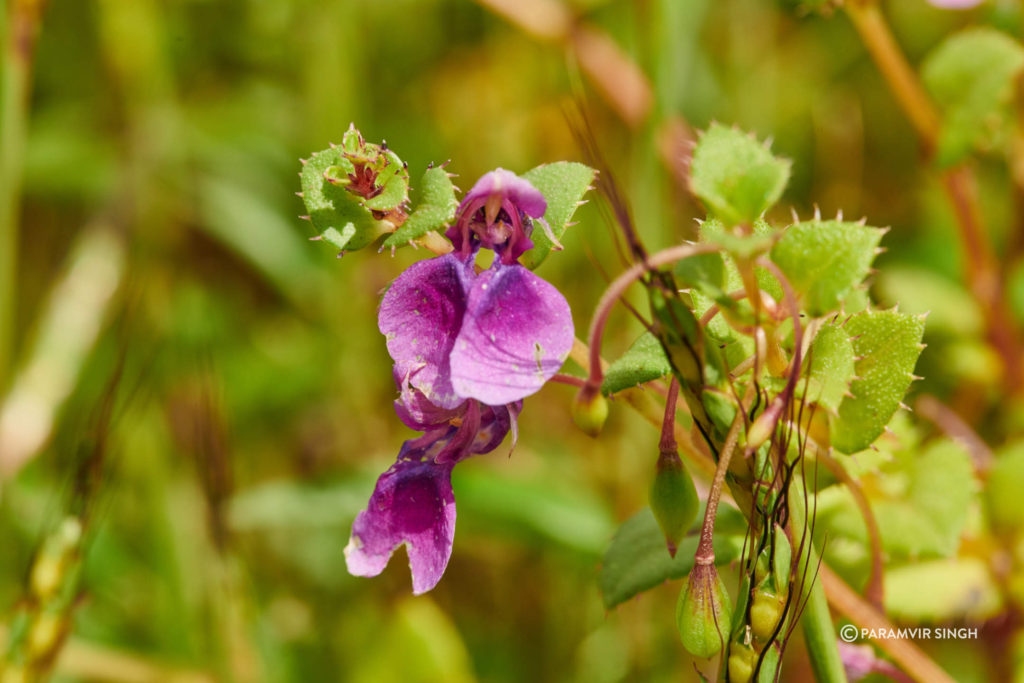 Impatiens lawii