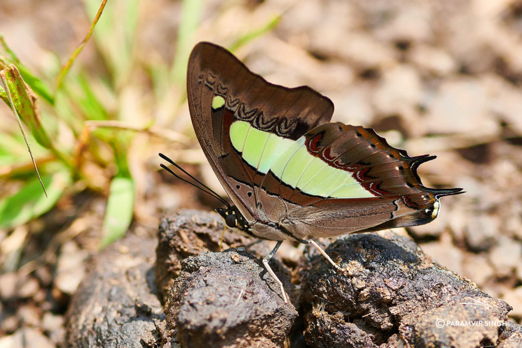 Polyura athamas