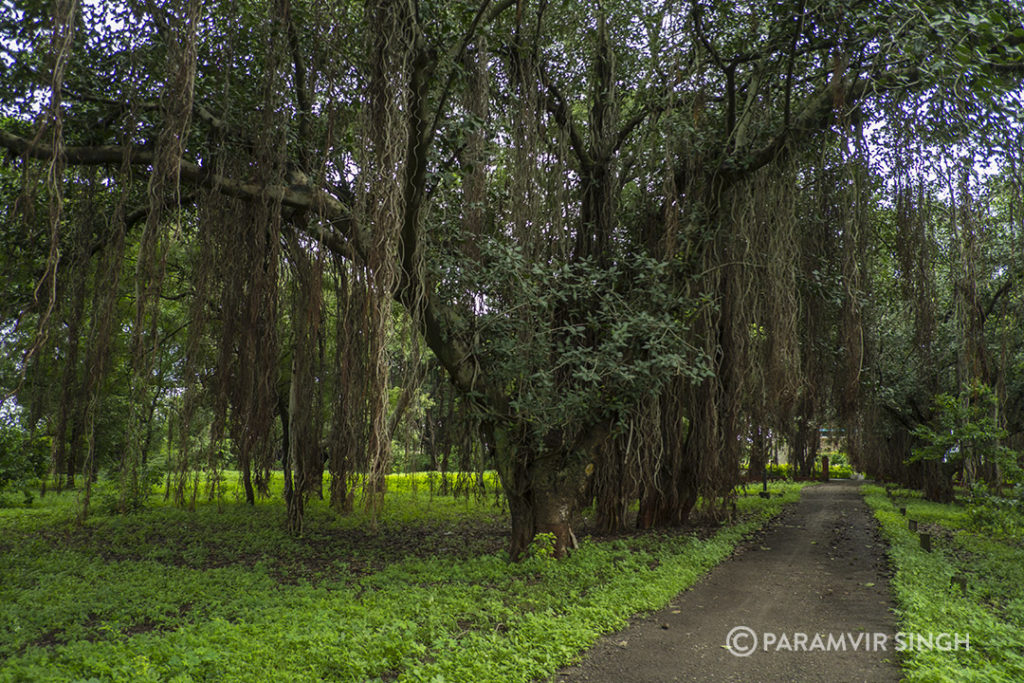 Banyan Trees Grove