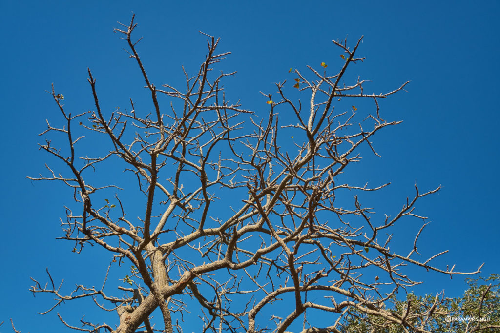 Clear Blue Sky