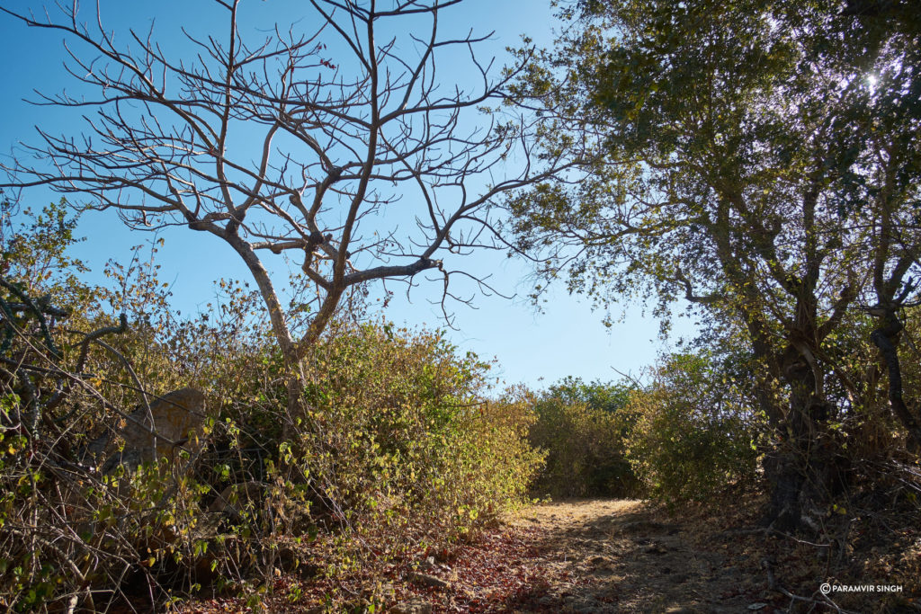 Trekking in Mount Abu