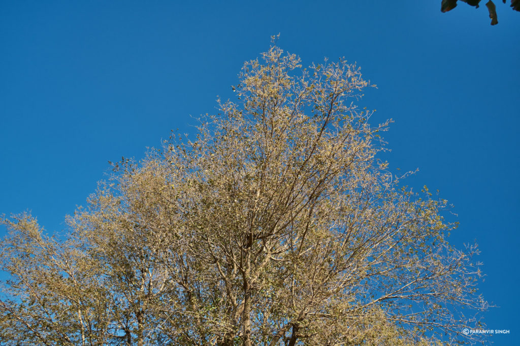 Blue Skies