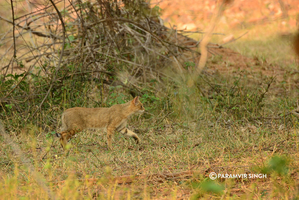 Jungle Cat in Sariska
