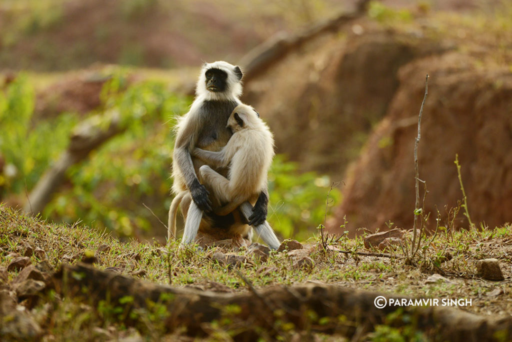 Indian Grey Langur with child