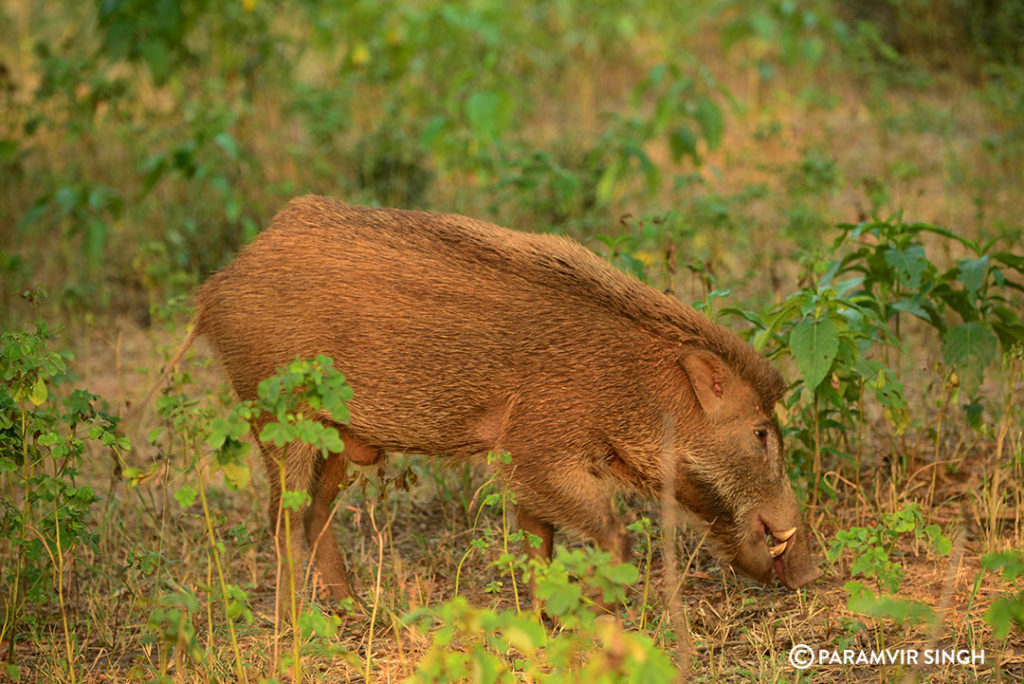 Wild Boar Indian