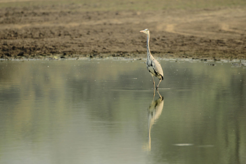 Grey Heron