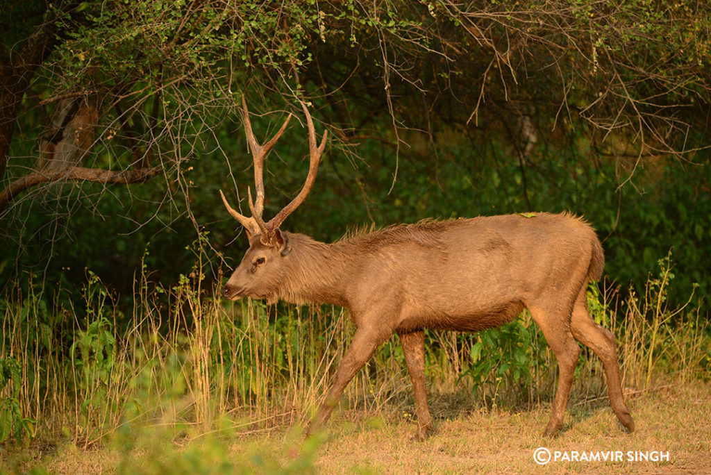 Sambar Deer