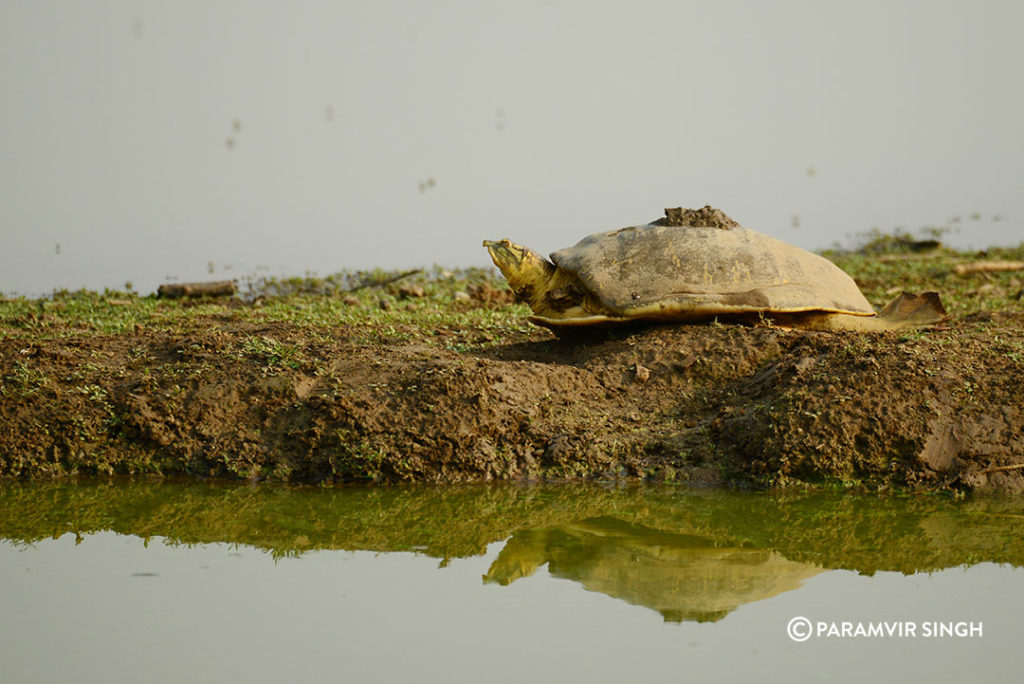 indian Softshell Turtle