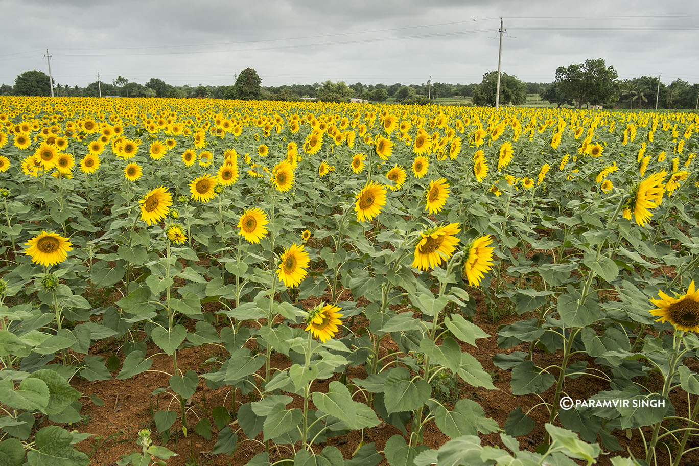 Sunflower fields