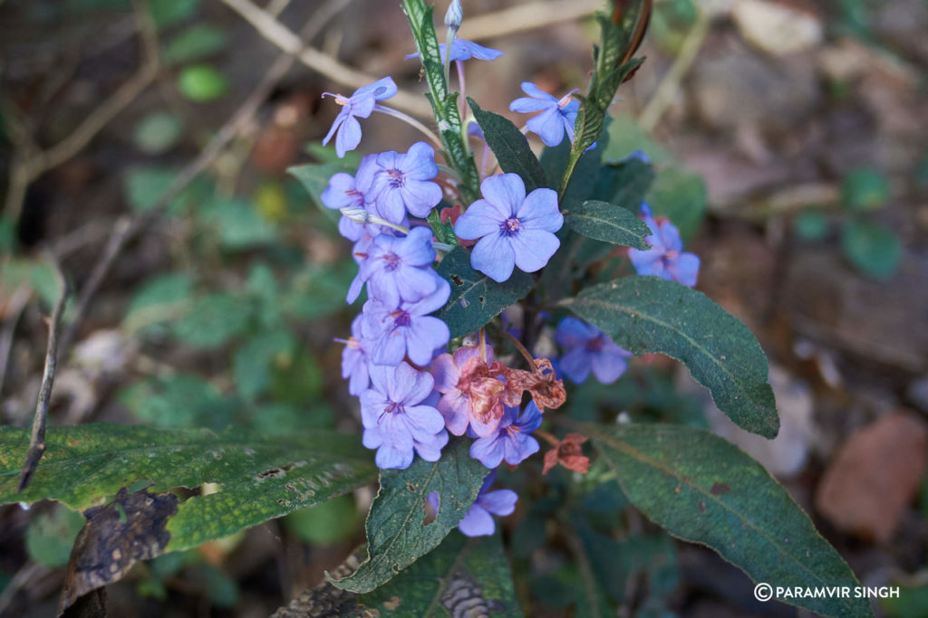 Karnala Bird Sanctuary Wildflowers