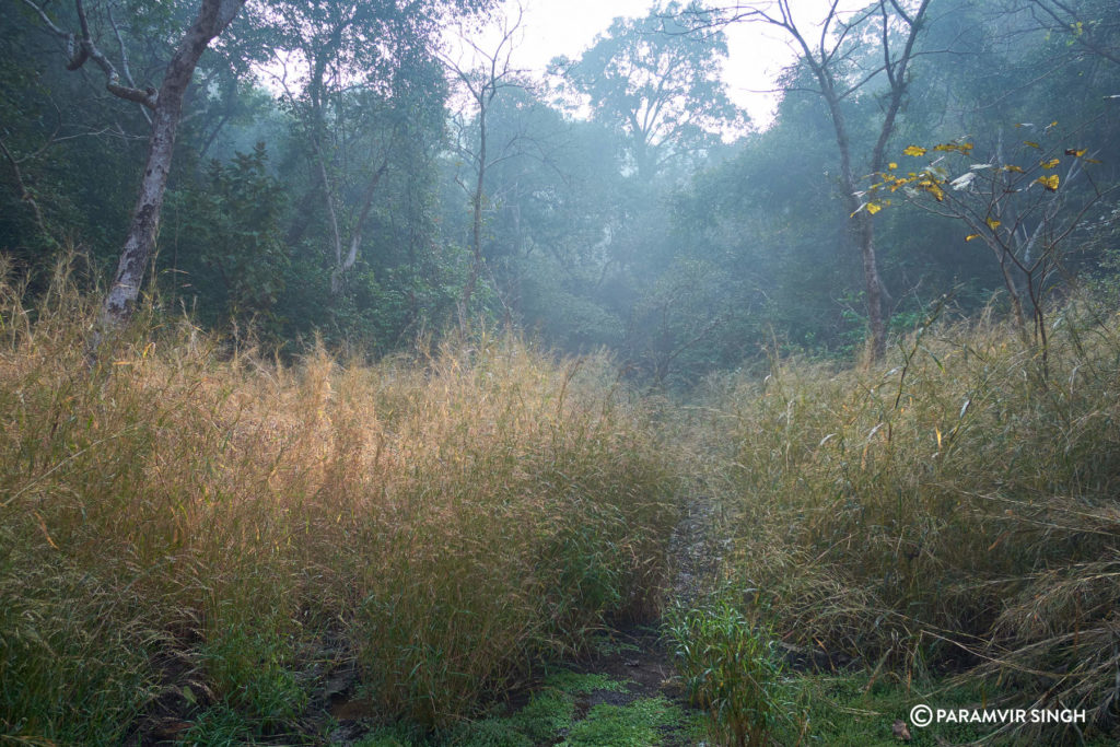 Morning mist Karnala Bird Sanctuary