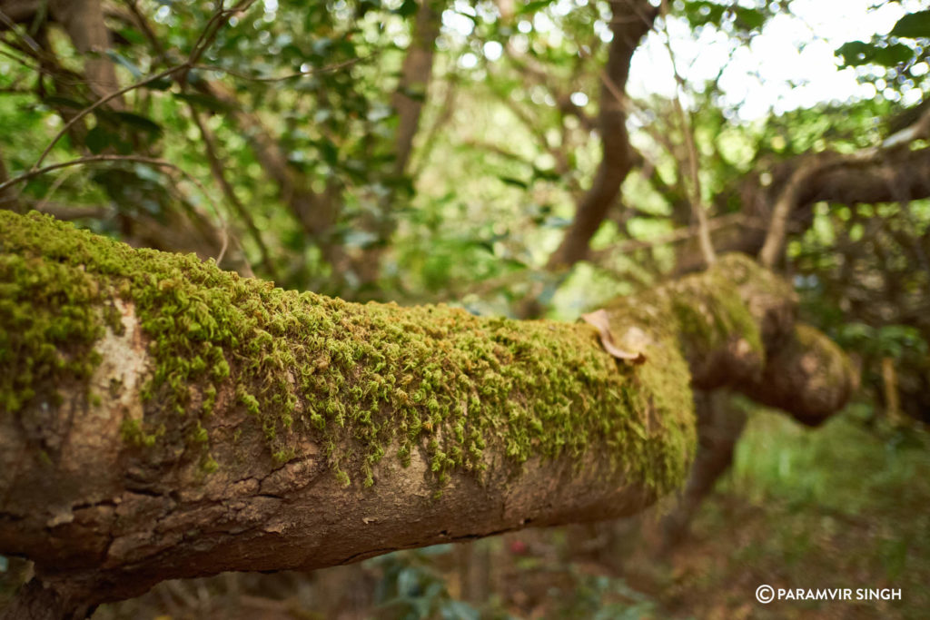 Mahabaleshwar Wilderness