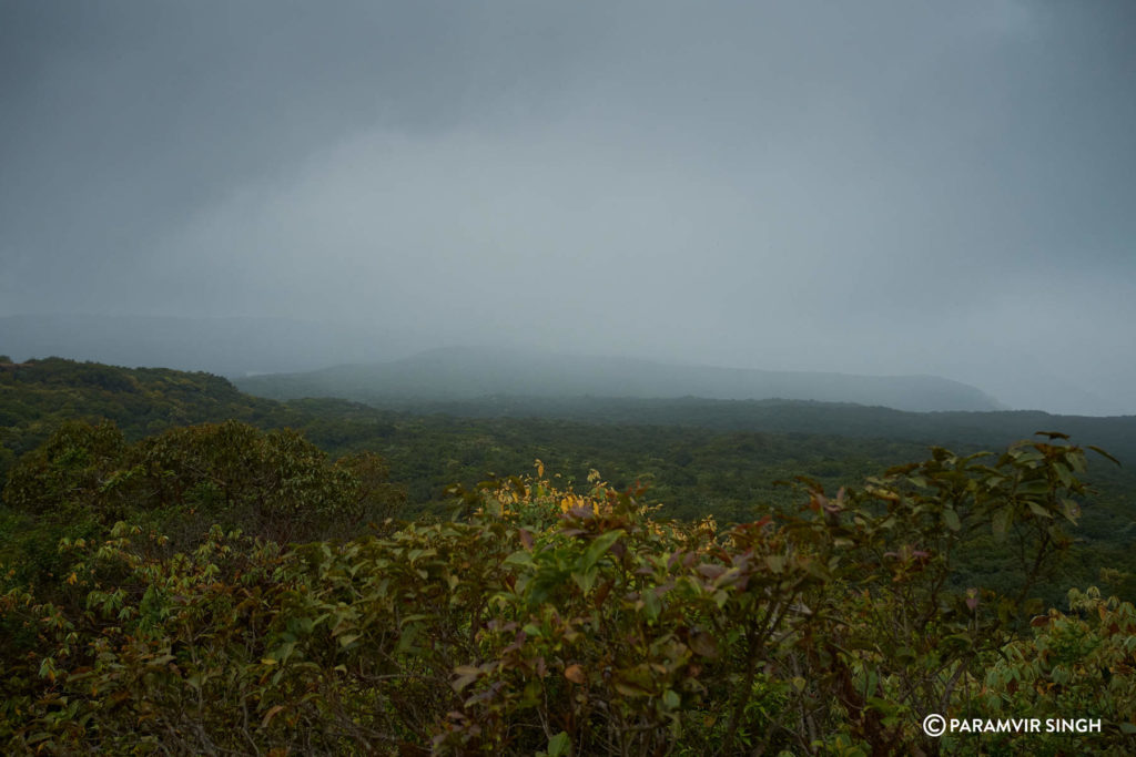 Mahabaleshwar Forest