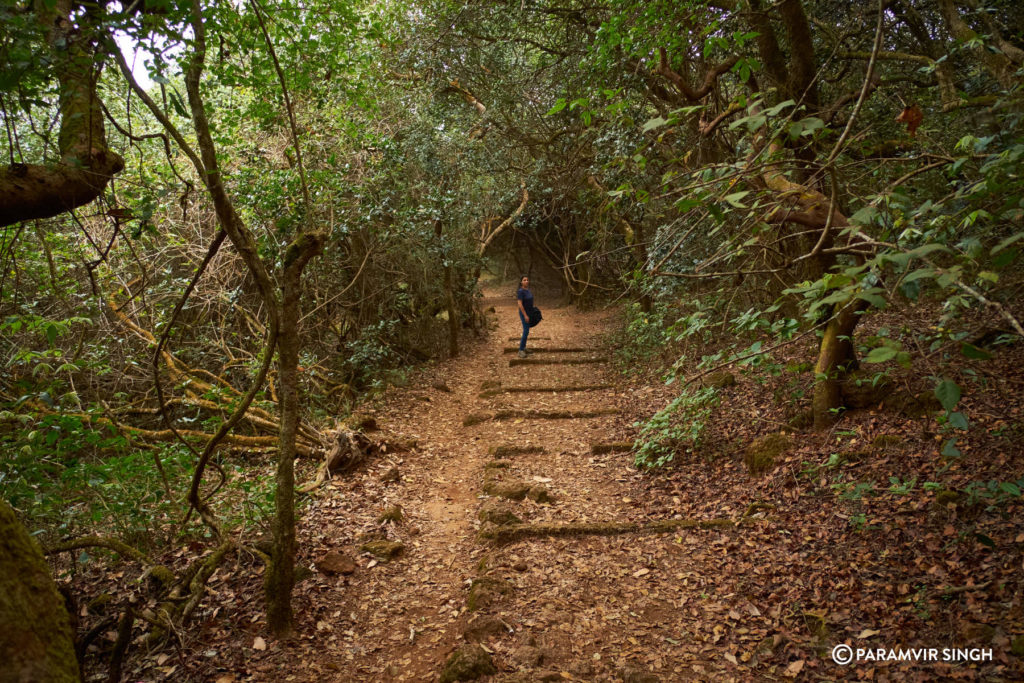 Mahabaleshwar Forest Walk