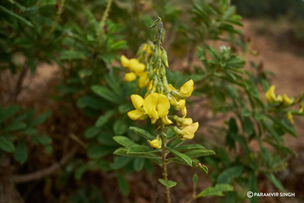 Mahabaleshwar Wildflower