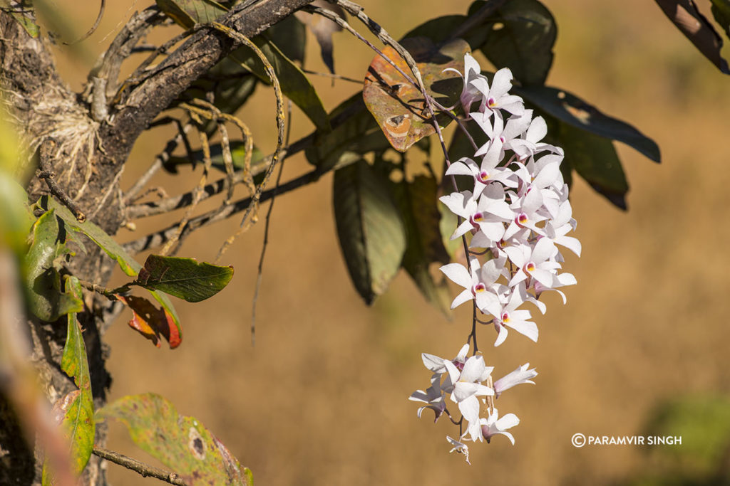 Mahabaleshwar Orchid