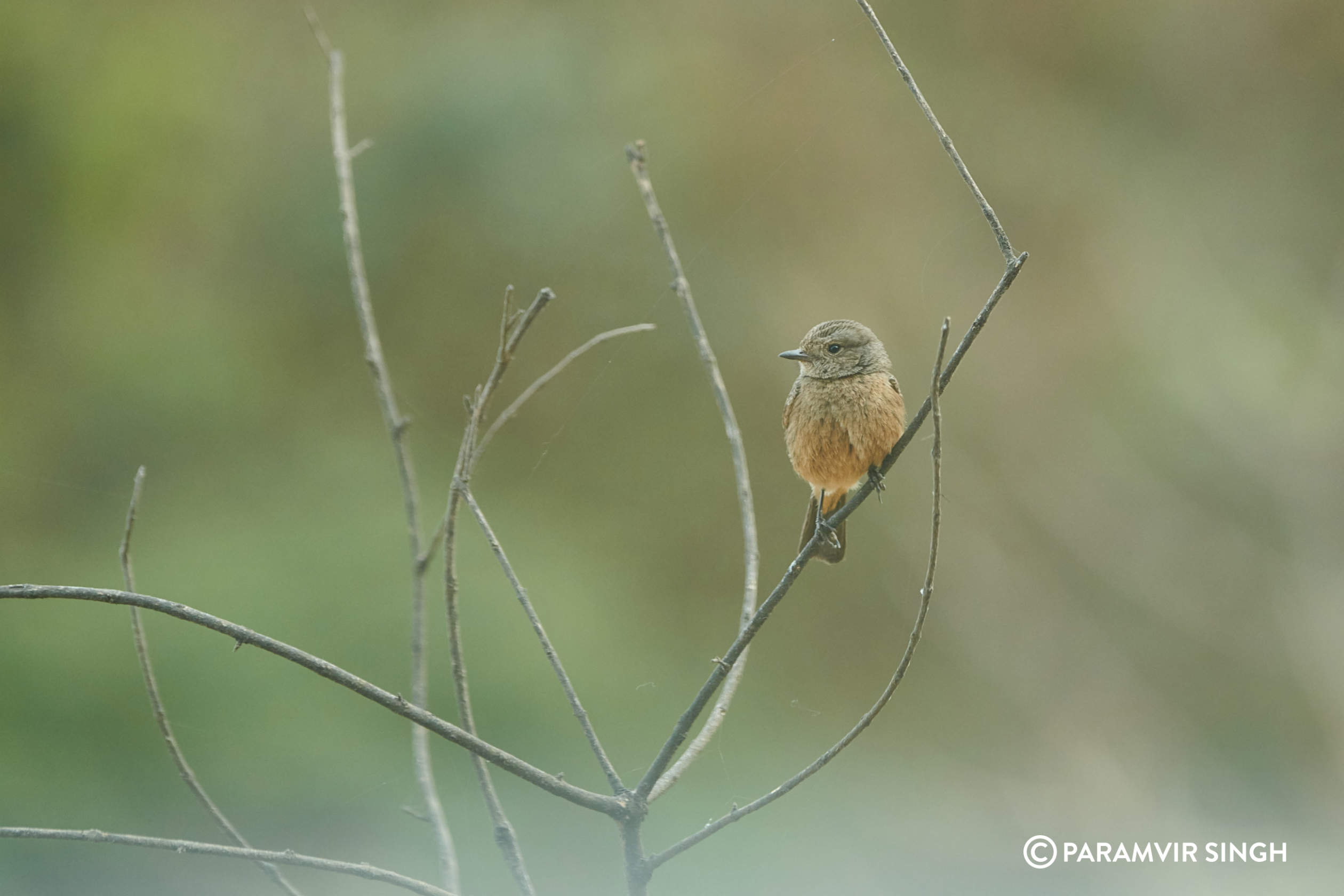 Pied Bushchat Female