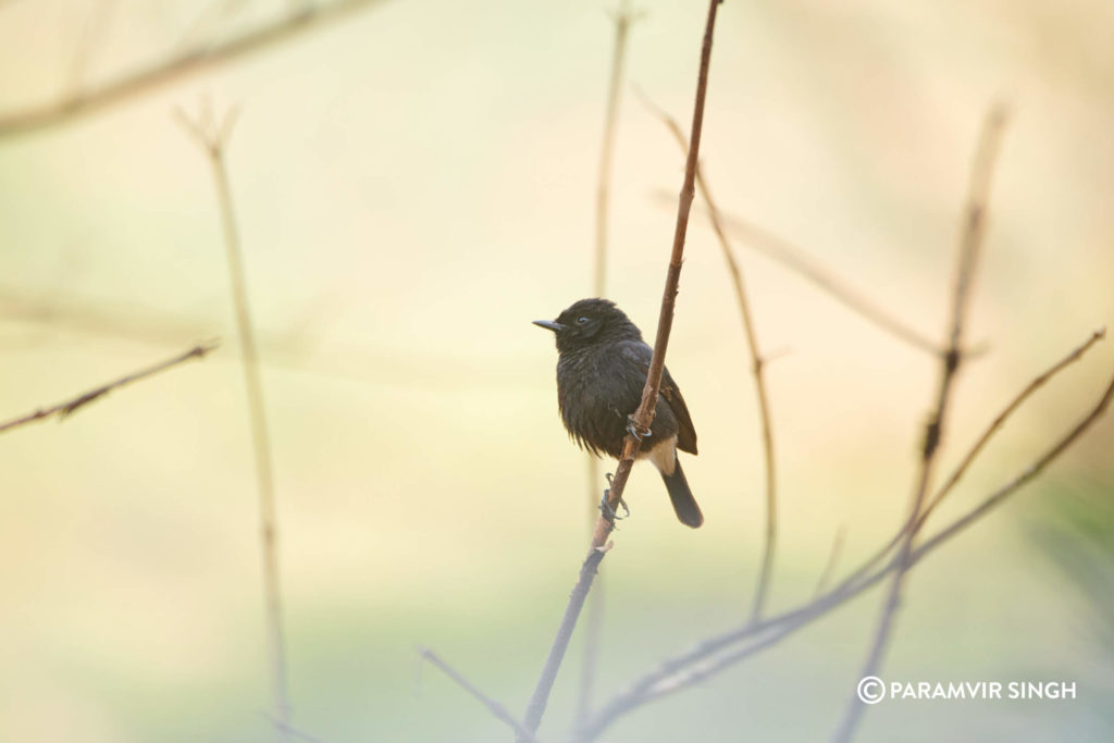 Pied Bush Chat male