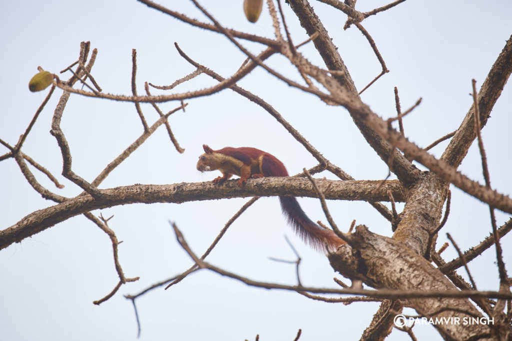 Indian Giant Red Squirell