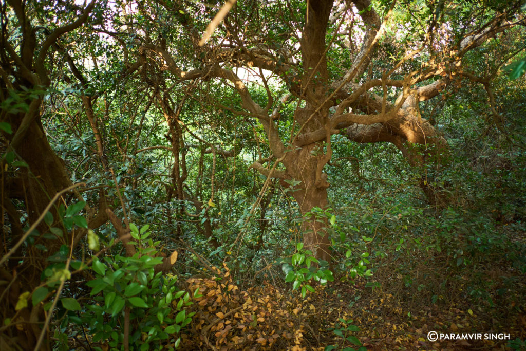 Mahabaleshwar Forest