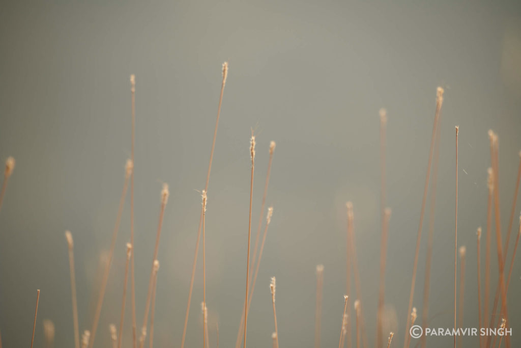 Wild Grass in Mahabaleshwar