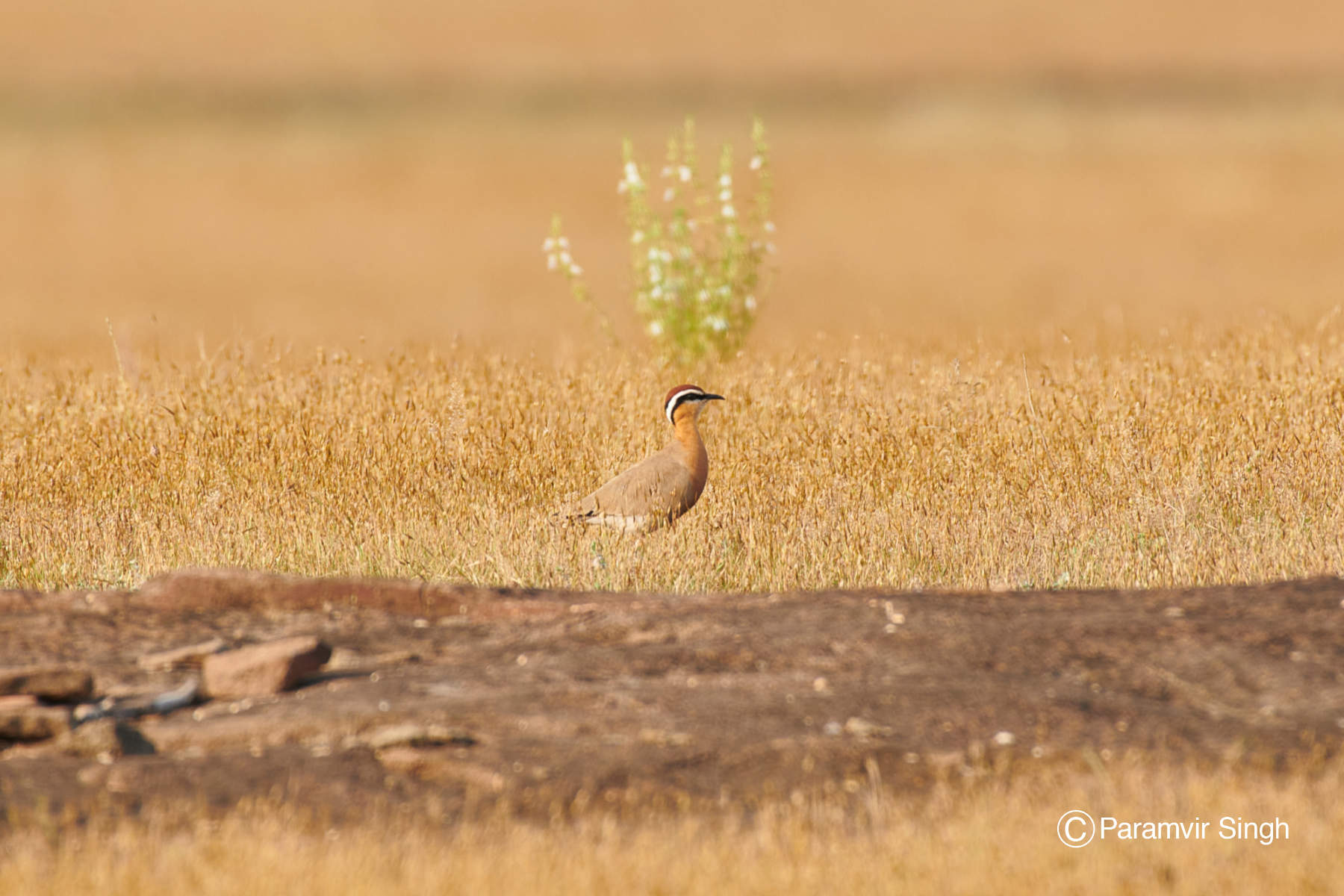 Indian Courser